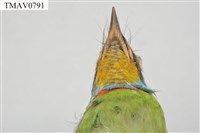 五色鳥藏品圖，第9張